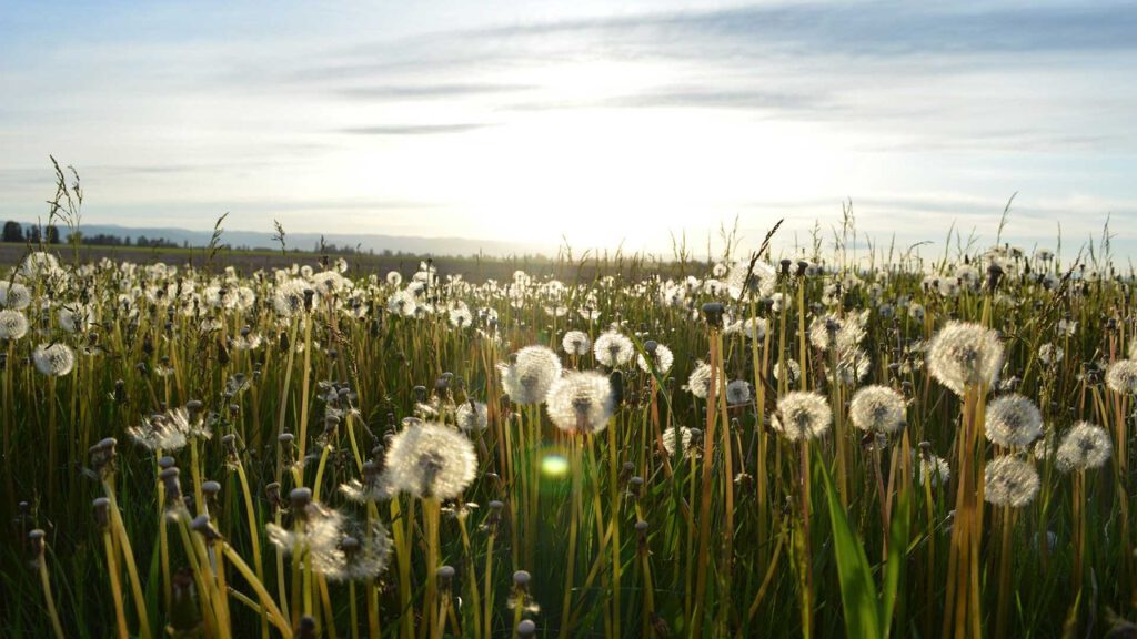 Blog-Blumen-Sonne